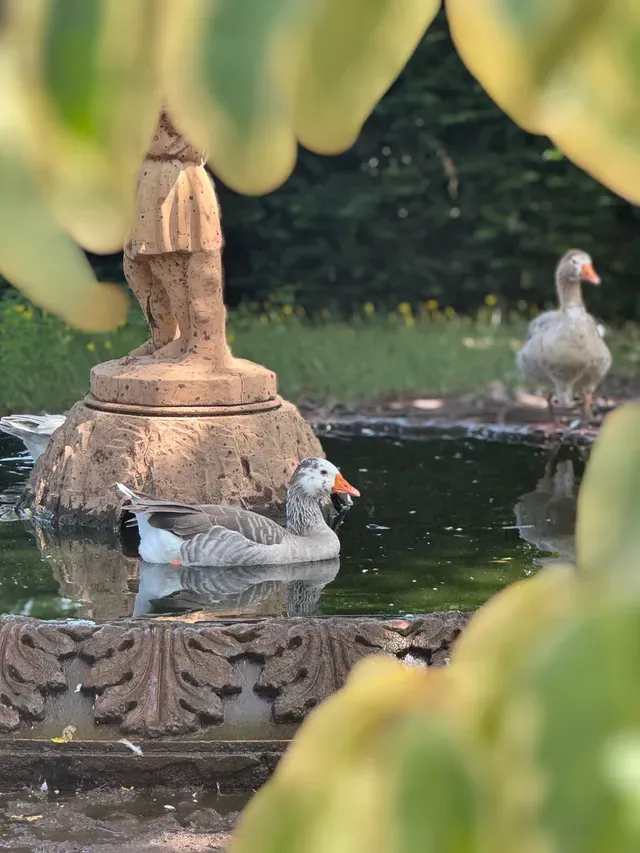 Gansos nadando en la fuente del jardín